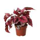 Begonia feuillage mix:pot D12,5 cm